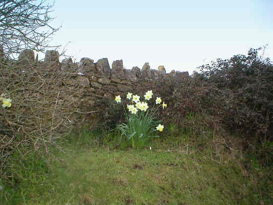 Daffodils planted by St. Brides Major Community Council