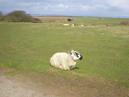 Young sheep having a rest at the roadside in Heol-y-Mynydd