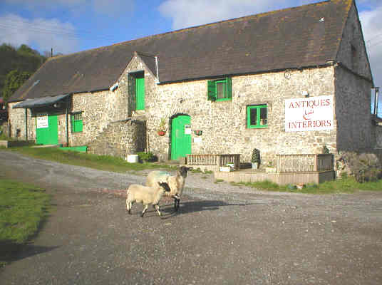 Sheep trespassing at Ty Maen Farm! Mousehouse Antiques and Interiors in 2006
